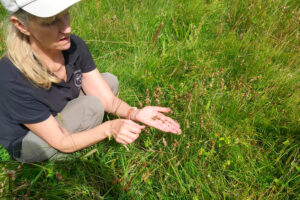 Collecting yellow rattle seeds.