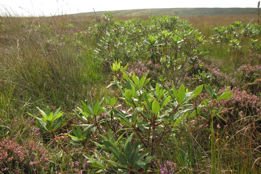 birnengitterrost thuja Lebensbaum