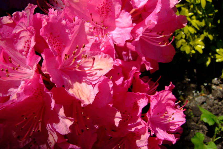 Winter Hill: Rhododendron  Bolton Conservation Volunteers
